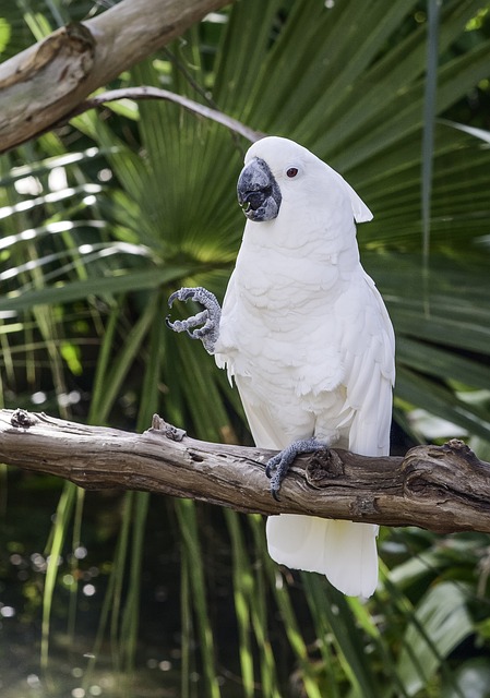 Beste Vogelverzekering