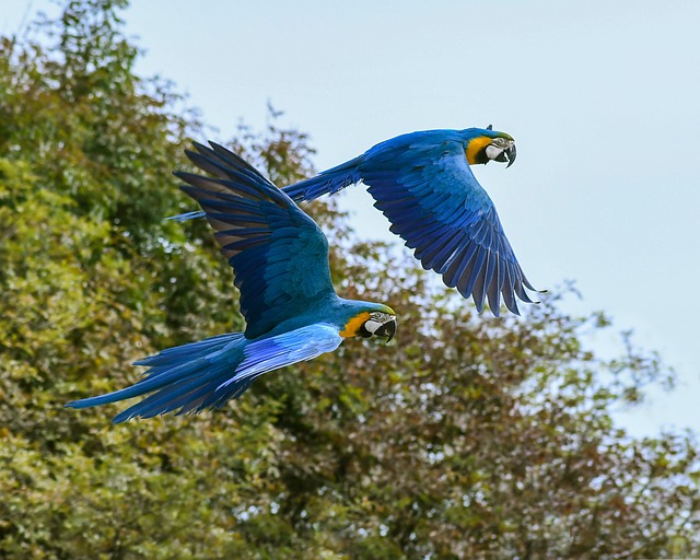 Vogelverzekering vergelijken